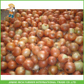 Good Quality Chinese Fresh Onion Yellow Onion 5-7cm In 10kg Mesh Bag